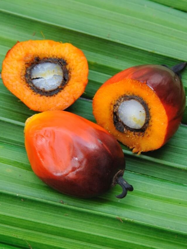 Batana oil, extracted from American palm trees, has been used for centuries by indigenous Honduran communities for exceptional hair growth and strength.